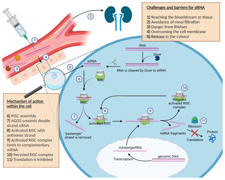 https://cdn.ncbi.nlm.nih.gov/pmc/blobs/6b7a/9692731/24eb639bd449/ijms-23-13929-g001.jpg