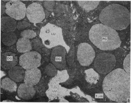 https://cdn.ncbi.nlm.nih.gov/pmc/blobs/6b7b/1395569/0d2c29e934b8/jphysiol01044-0186-b.jpg