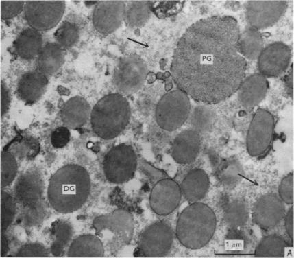 https://cdn.ncbi.nlm.nih.gov/pmc/blobs/6b7b/1395569/76a8886baafd/jphysiol01044-0186-a.jpg