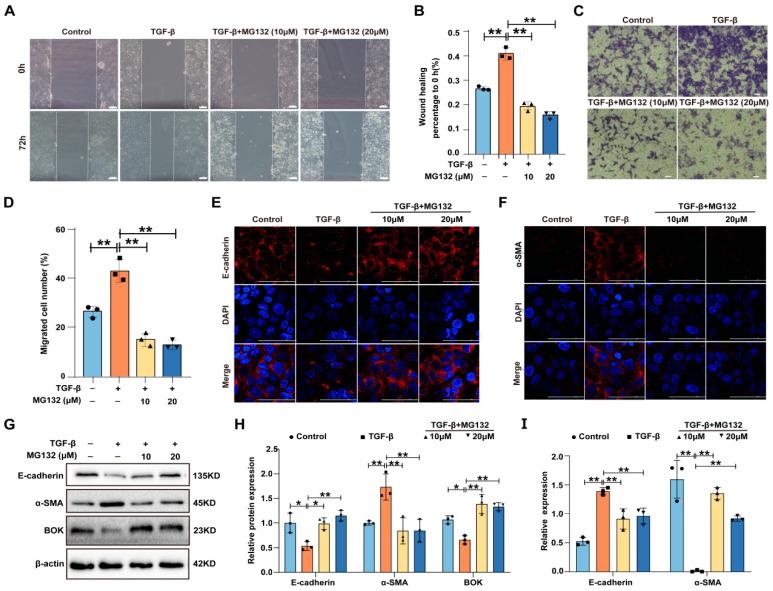 https://cdn.ncbi.nlm.nih.gov/pmc/blobs/6b7c/12347190/047582df1626/ijms-26-07252-g004.jpg