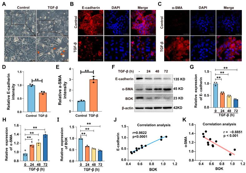 https://cdn.ncbi.nlm.nih.gov/pmc/blobs/6b7c/12347190/210da3c0e346/ijms-26-07252-g002.jpg