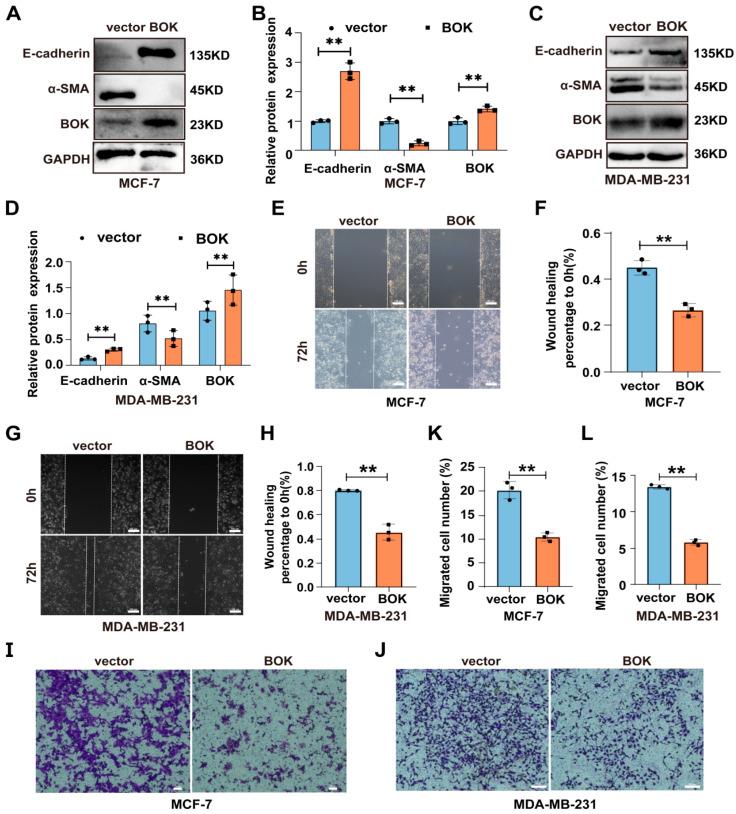 https://cdn.ncbi.nlm.nih.gov/pmc/blobs/6b7c/12347190/3b021aaea5df/ijms-26-07252-g007.jpg