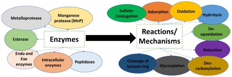 https://cdn.ncbi.nlm.nih.gov/pmc/blobs/6b7c/9694041/a93bebd10456/toxins-14-00729-g002.jpg