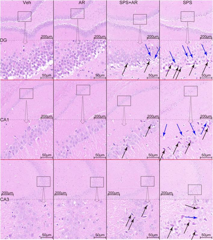 https://cdn.ncbi.nlm.nih.gov/pmc/blobs/6b80/10876839/ff3af354a15c/fphar-15-1303123-g006.jpg