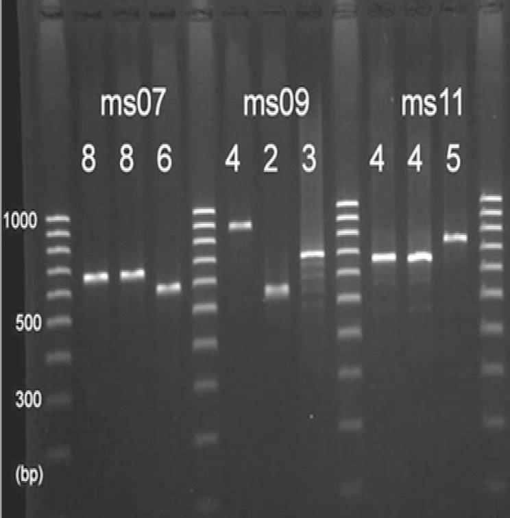 https://cdn.ncbi.nlm.nih.gov/pmc/blobs/6b86/4553163/5c078dbca038/GHFBB-8-225-g001.jpg
