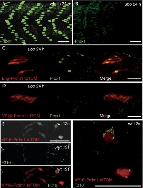 https://cdn.ncbi.nlm.nih.gov/pmc/blobs/6b87/2475327/22968d2e439c/embor200873-f2.jpg