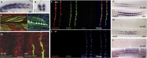 https://cdn.ncbi.nlm.nih.gov/pmc/blobs/6b87/2475327/594d4f308e0e/embor200873-f1.jpg