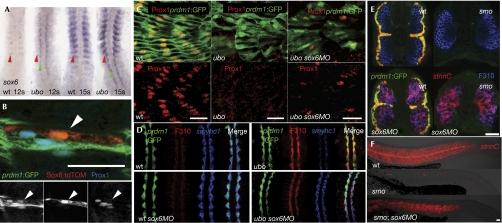 https://cdn.ncbi.nlm.nih.gov/pmc/blobs/6b87/2475327/7b2934f4f556/embor200873-f3.jpg