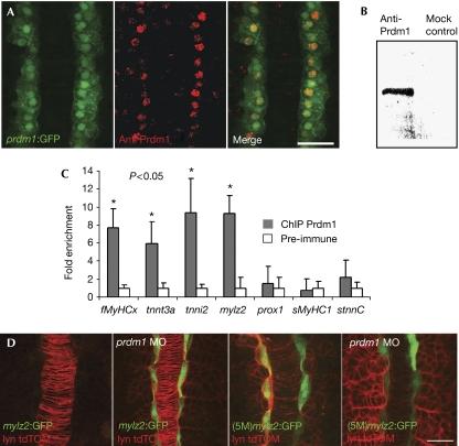 https://cdn.ncbi.nlm.nih.gov/pmc/blobs/6b87/2475327/873fb630c42b/embor200873-f4.jpg
