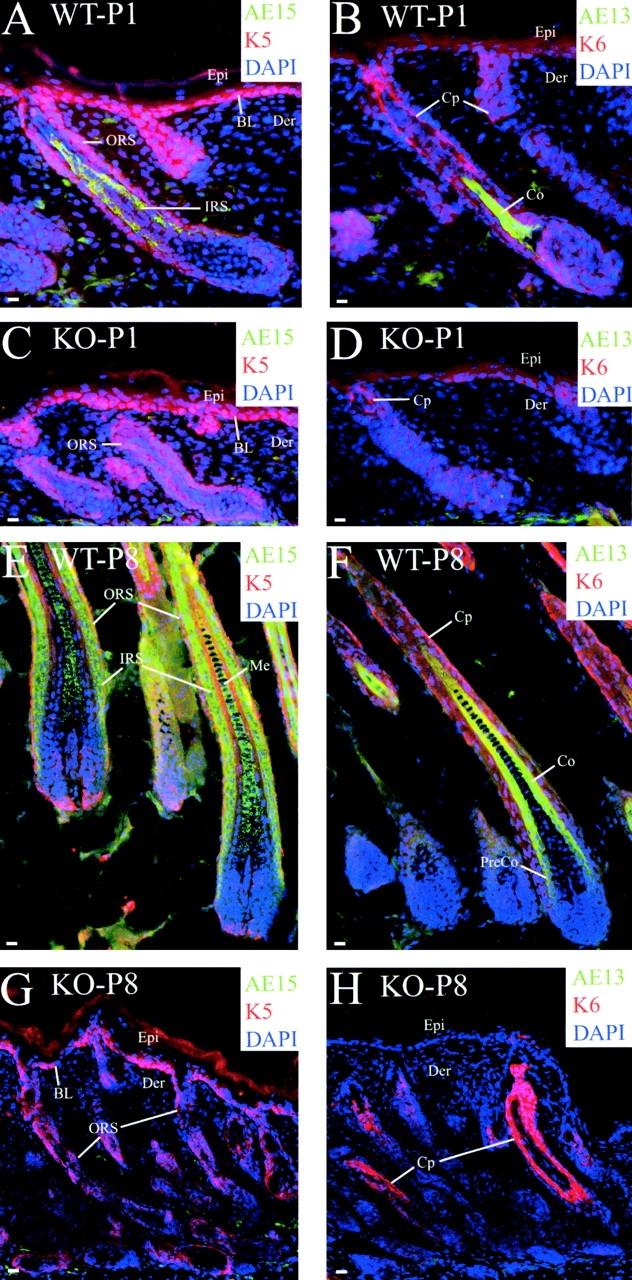 https://cdn.ncbi.nlm.nih.gov/pmc/blobs/6b89/2173651/b91d117b9cf9/200309042f5.jpg