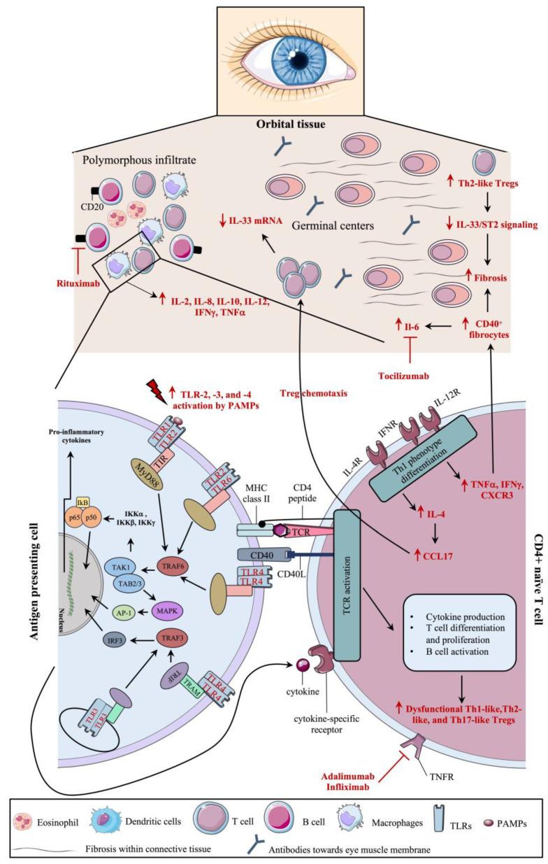 https://cdn.ncbi.nlm.nih.gov/pmc/blobs/6b8a/10855920/0efac102395b/ijms-25-01553-g004.jpg
