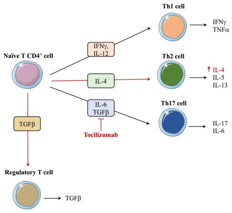https://cdn.ncbi.nlm.nih.gov/pmc/blobs/6b8a/10855920/6260e1e4847e/ijms-25-01553-g003.jpg