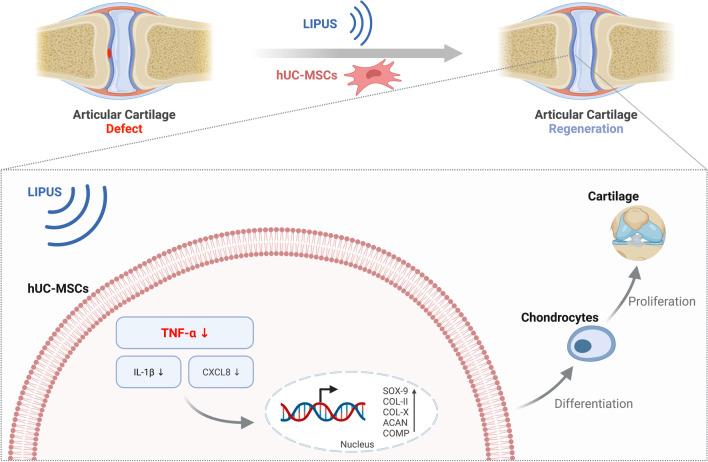 https://cdn.ncbi.nlm.nih.gov/pmc/blobs/6b8d/10111837/624e2c928335/13287_2023_3296_Fig7_HTML.jpg