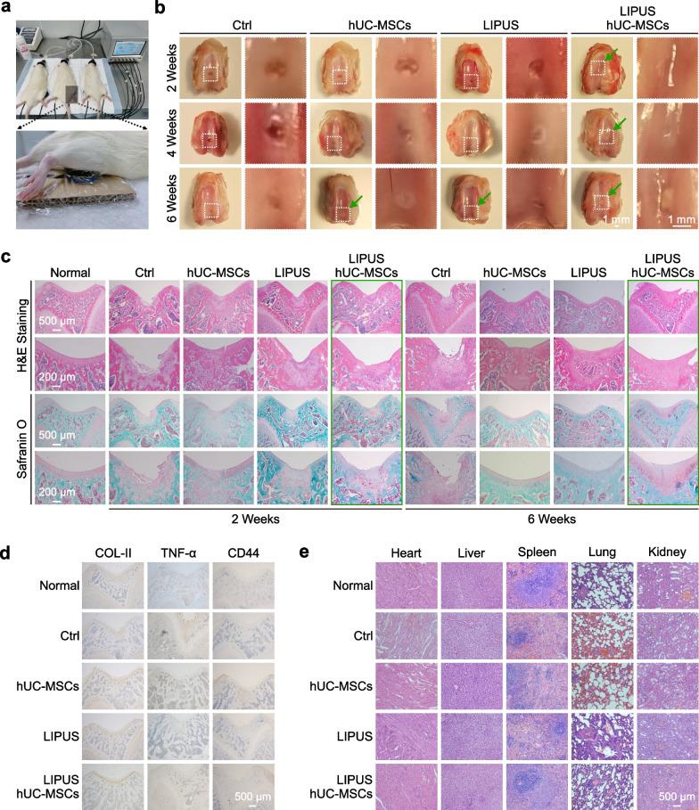 https://cdn.ncbi.nlm.nih.gov/pmc/blobs/6b8d/10111837/ed71bd8d8d47/13287_2023_3296_Fig6_HTML.jpg