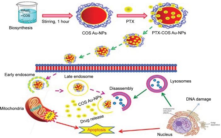 https://cdn.ncbi.nlm.nih.gov/pmc/blobs/6b8e/6417854/2792512f2679/ijn-14-1633Fig5.jpg