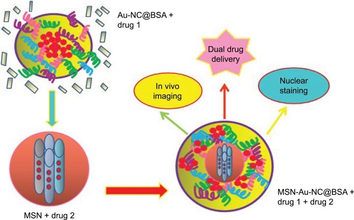 https://cdn.ncbi.nlm.nih.gov/pmc/blobs/6b8e/6417854/723119e13854/ijn-14-1633Fig3.jpg