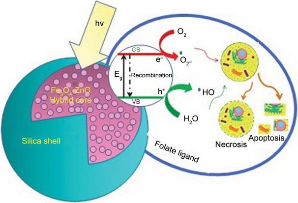 https://cdn.ncbi.nlm.nih.gov/pmc/blobs/6b8e/6417854/bd45e17224f0/ijn-14-1633Fig9.jpg