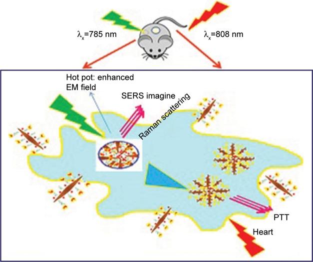 https://cdn.ncbi.nlm.nih.gov/pmc/blobs/6b8e/6417854/e891ee719dfa/ijn-14-1633Fig2.jpg