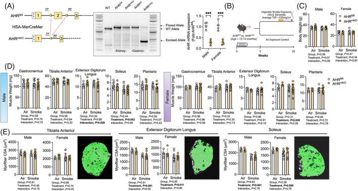 https://cdn.ncbi.nlm.nih.gov/pmc/blobs/6b90/10995249/71616805b677/JCSM-15-646-g001.jpg