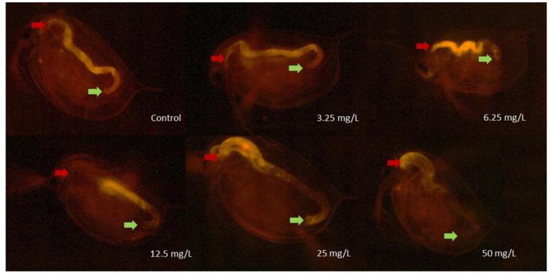 https://cdn.ncbi.nlm.nih.gov/pmc/blobs/6b91/7603018/125acd25fd8d/nanomaterials-10-02048-g004.jpg
