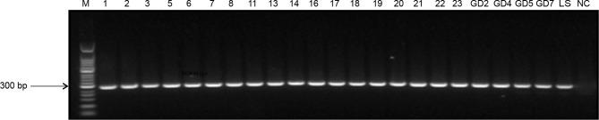 https://cdn.ncbi.nlm.nih.gov/pmc/blobs/6b93/8029648/e5624a535edd/fcimb-11-645944-g002.jpg