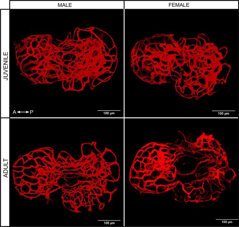 https://cdn.ncbi.nlm.nih.gov/pmc/blobs/6b95/8419251/9de32da0ebf1/fendo-12-719843-g003.jpg
