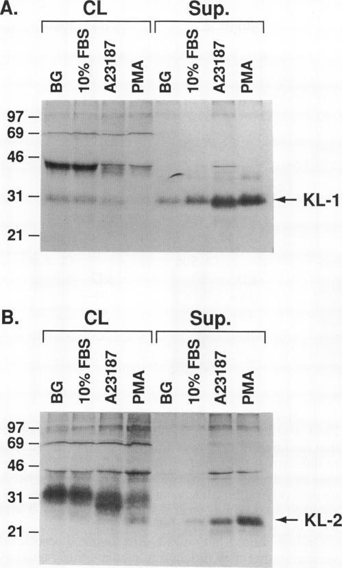 https://cdn.ncbi.nlm.nih.gov/pmc/blobs/6b9d/275535/aa2f02dbbfbc/mbc00061-0113-a.jpg