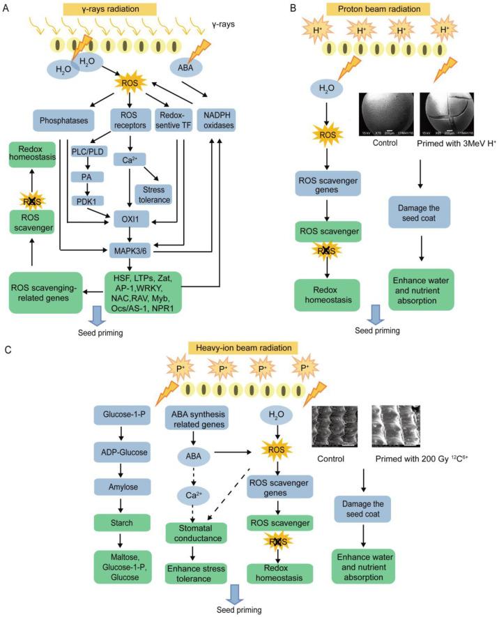https://cdn.ncbi.nlm.nih.gov/pmc/blobs/6ba4/9737873/8b7b86390f13/ijms-23-15212-g005.jpg