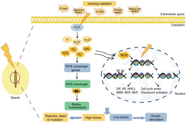 https://cdn.ncbi.nlm.nih.gov/pmc/blobs/6ba4/9737873/faf6930c63b4/ijms-23-15212-g003.jpg