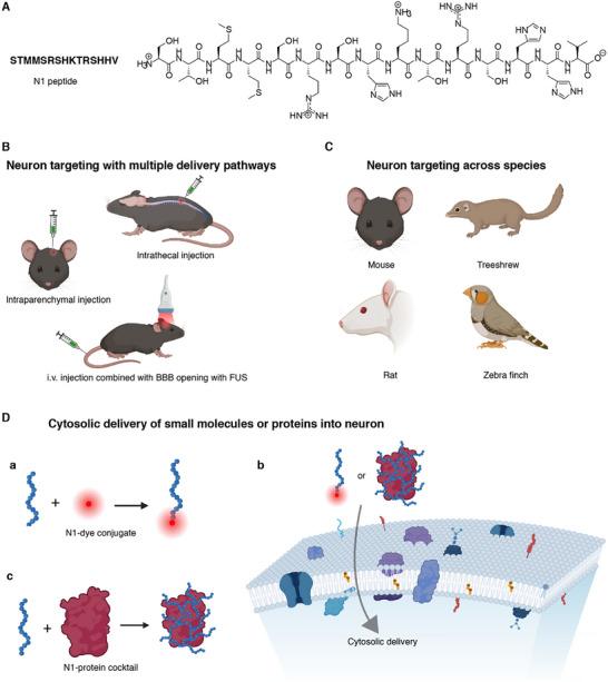https://cdn.ncbi.nlm.nih.gov/pmc/blobs/6ba7/12224921/c9bc7f7fa93c/ADVS-12-2501033-g009.jpg