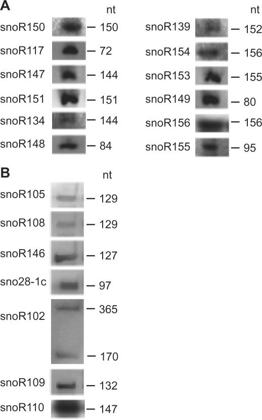 https://cdn.ncbi.nlm.nih.gov/pmc/blobs/6bae/2875012/912bcfe9c4de/gkp1241f4.jpg