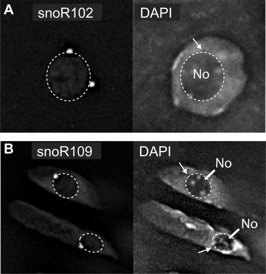 https://cdn.ncbi.nlm.nih.gov/pmc/blobs/6bae/2875012/e03def1fe179/gkp1241f8.jpg