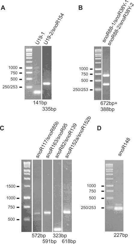 https://cdn.ncbi.nlm.nih.gov/pmc/blobs/6bae/2875012/fe24a08519b3/gkp1241f5.jpg