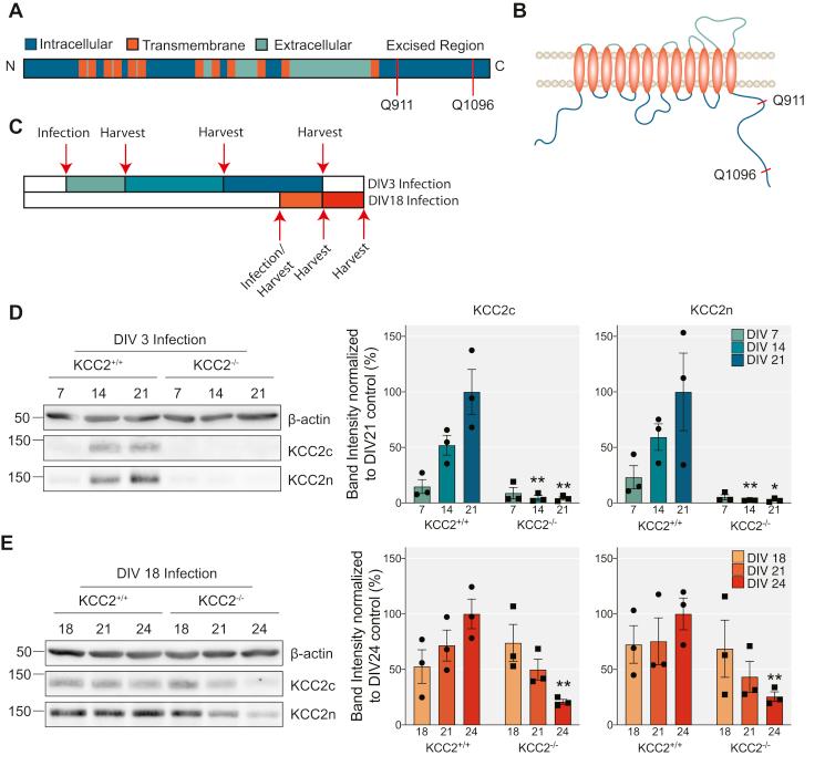 https://cdn.ncbi.nlm.nih.gov/pmc/blobs/6bb5/7949141/4278ccc9ef08/gr1.jpg