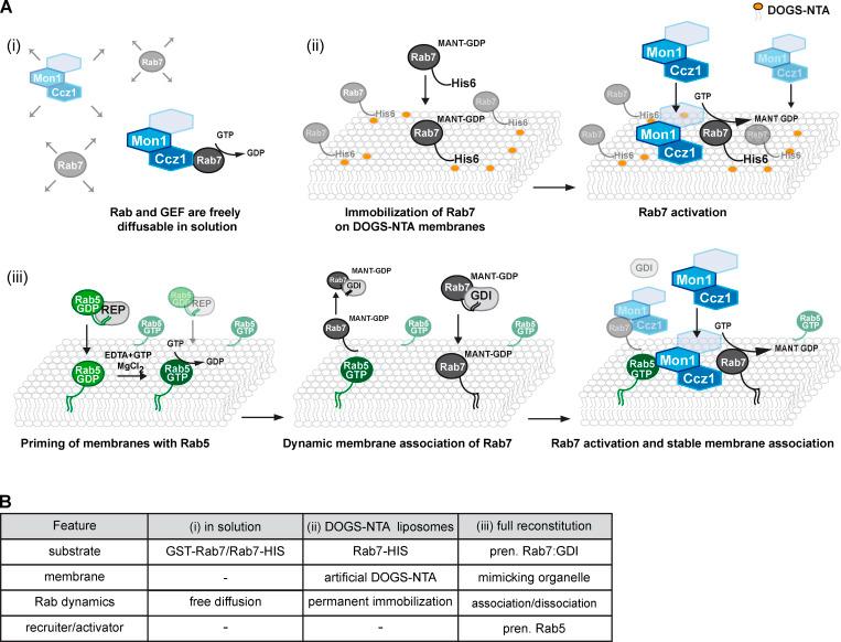 https://cdn.ncbi.nlm.nih.gov/pmc/blobs/6bb6/8366711/75a198c22bc8/JCB_202105120_Fig4.jpg