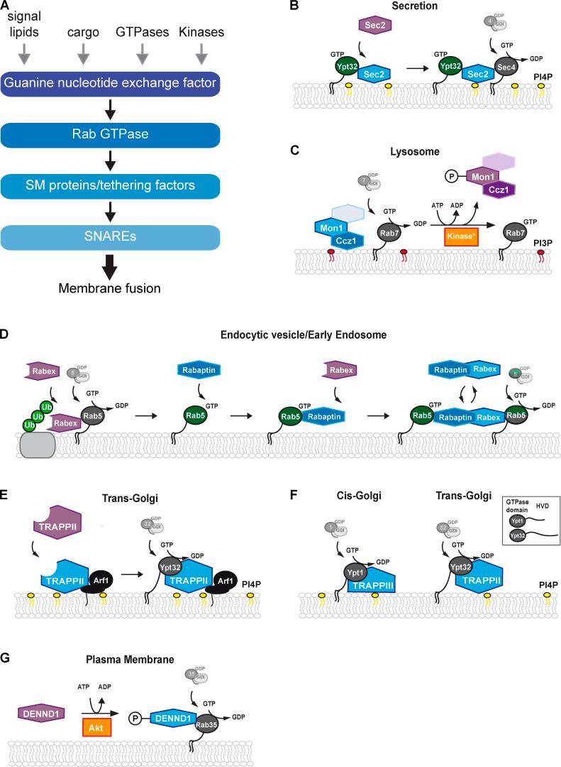 https://cdn.ncbi.nlm.nih.gov/pmc/blobs/6bb6/8366711/84113e5c5a48/JCB_202105120_Fig3.jpg