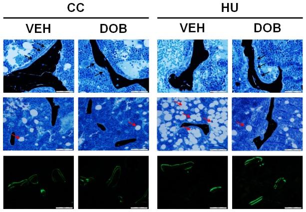 https://cdn.ncbi.nlm.nih.gov/pmc/blobs/6bb8/4161377/62a64dee9c95/pone.0106904.g004.jpg