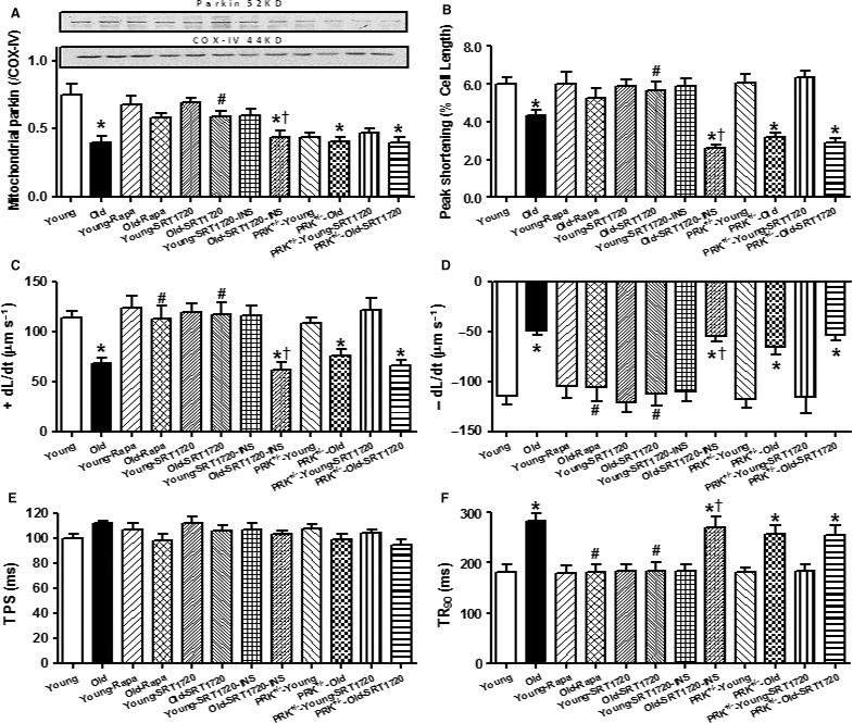 https://cdn.ncbi.nlm.nih.gov/pmc/blobs/6bbe/5595687/b47c4f6c4f17/ACEL-16-976-g006.jpg