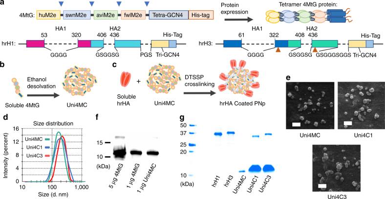 https://cdn.ncbi.nlm.nih.gov/pmc/blobs/6bbe/5783933/78c81e202452/41467_2017_2725_Fig1_HTML.jpg