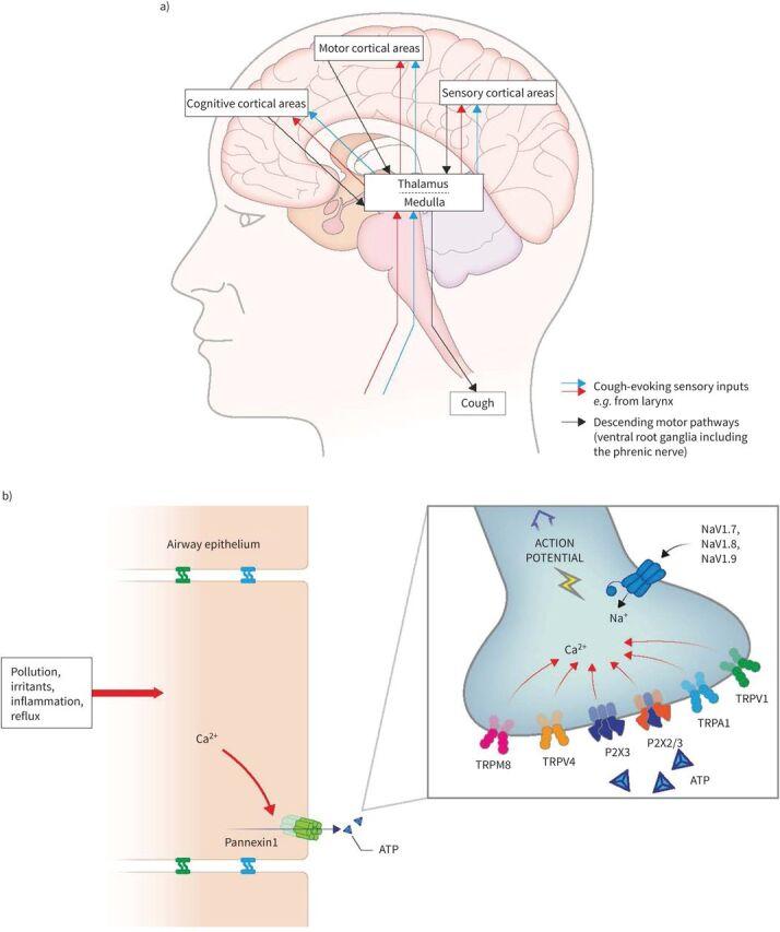 https://cdn.ncbi.nlm.nih.gov/pmc/blobs/6bc0/9488126/5d0450c0e111/ERR-0127-2021.01.jpg