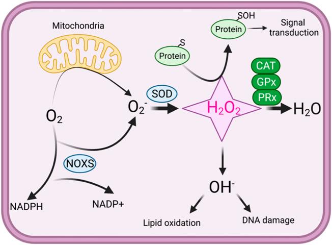 https://cdn.ncbi.nlm.nih.gov/pmc/blobs/6bc2/12023289/b7cb26d8f387/fphar-16-1563047-g001.jpg