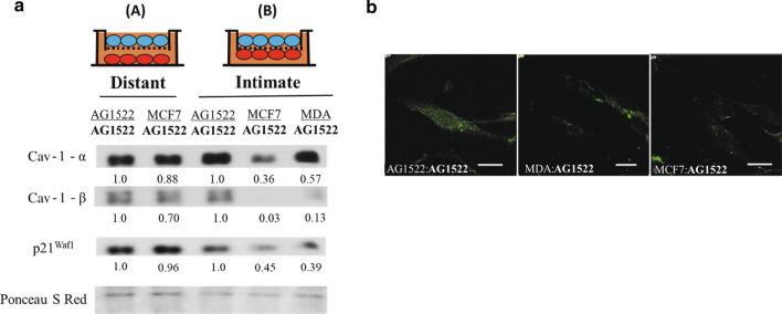https://cdn.ncbi.nlm.nih.gov/pmc/blobs/6bc2/7912493/878317486da2/12964_2021_711_Fig2_HTML.jpg