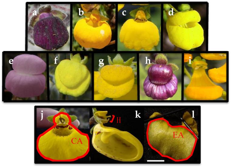 https://cdn.ncbi.nlm.nih.gov/pmc/blobs/6bc3/7602863/ab32abfb3ef1/plants-09-01377-g001.jpg