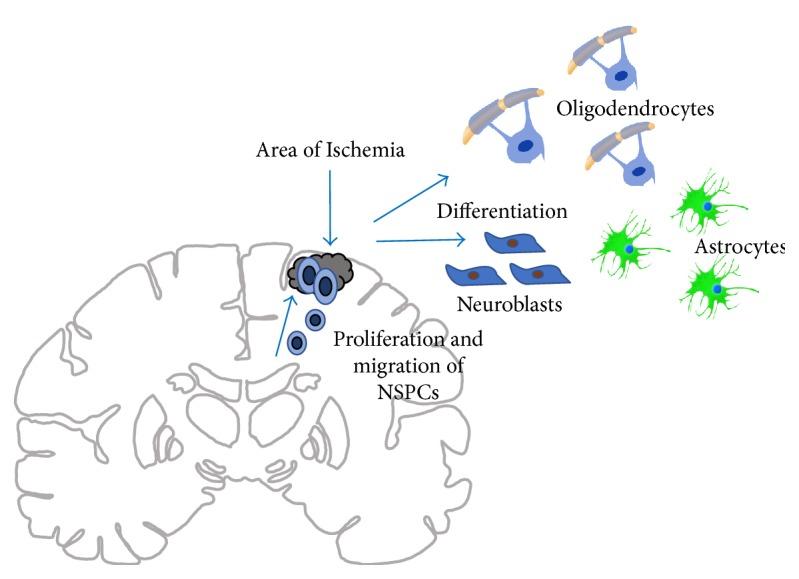 https://cdn.ncbi.nlm.nih.gov/pmc/blobs/6bc7/5671750/9581592a2722/SCI2017-3267352.002.jpg