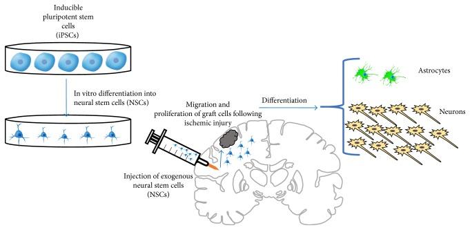 https://cdn.ncbi.nlm.nih.gov/pmc/blobs/6bc7/5671750/d32f590393df/SCI2017-3267352.006.jpg
