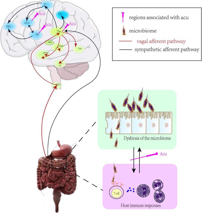 https://cdn.ncbi.nlm.nih.gov/pmc/blobs/6bc7/8822151/693737dea9e6/fnins-15-781215-g003.jpg