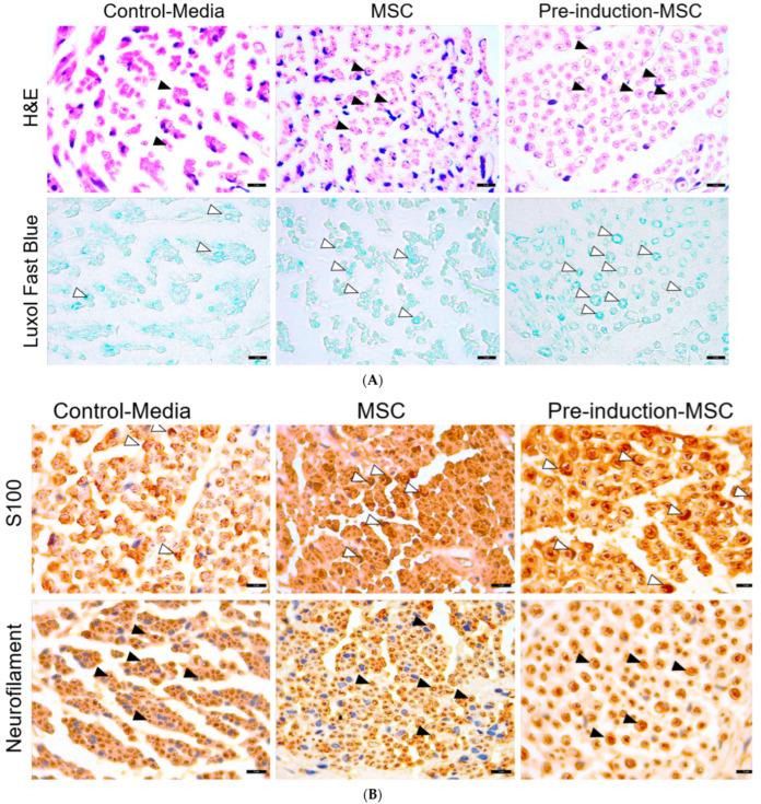 https://cdn.ncbi.nlm.nih.gov/pmc/blobs/6bc8/9318960/87d6754818d9/ijms-23-07638-g007a.jpg