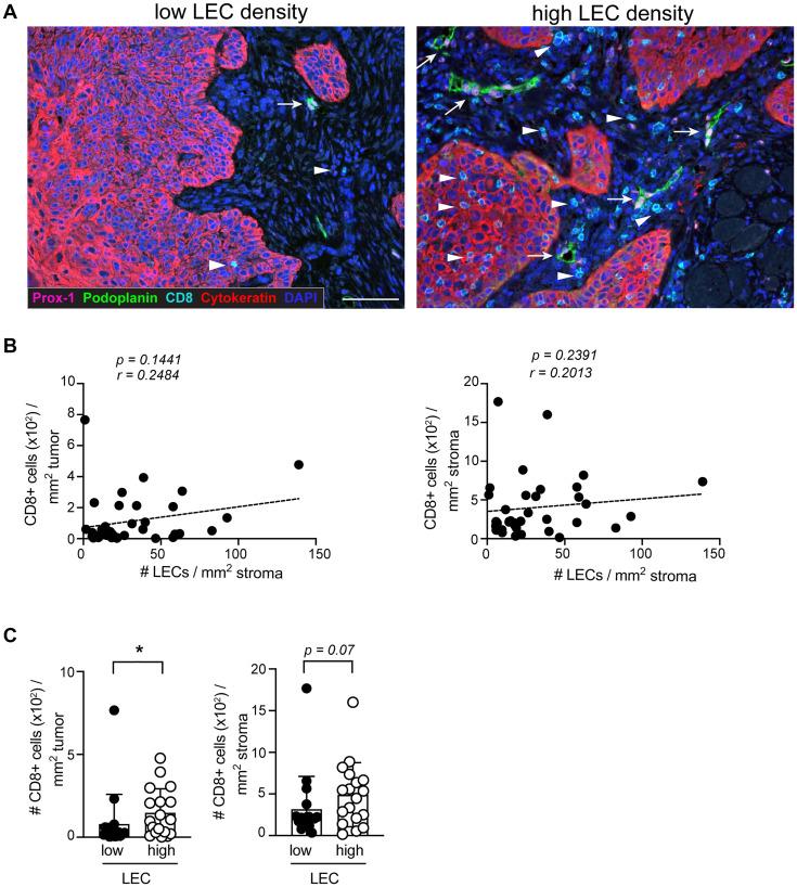 https://cdn.ncbi.nlm.nih.gov/pmc/blobs/6bc9/8021034/52afdf600a9d/oncotarget-12-638-g002.jpg