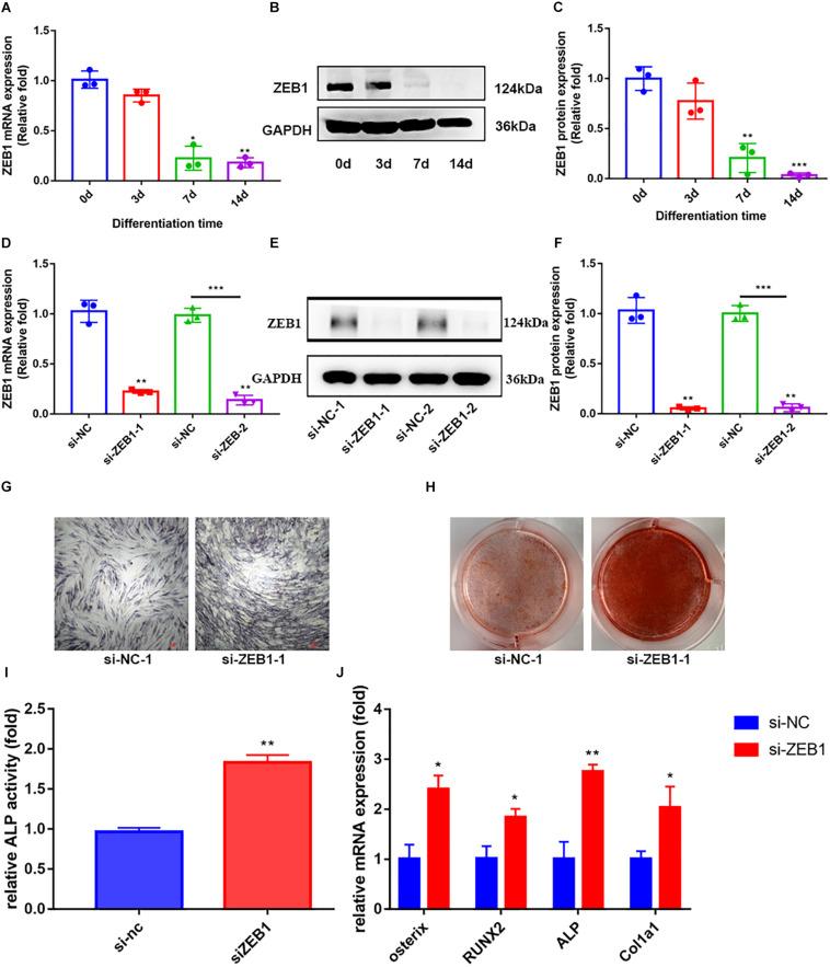 https://cdn.ncbi.nlm.nih.gov/pmc/blobs/6bcb/8183571/478b6f87e6c7/fmolb-08-682728-g002.jpg