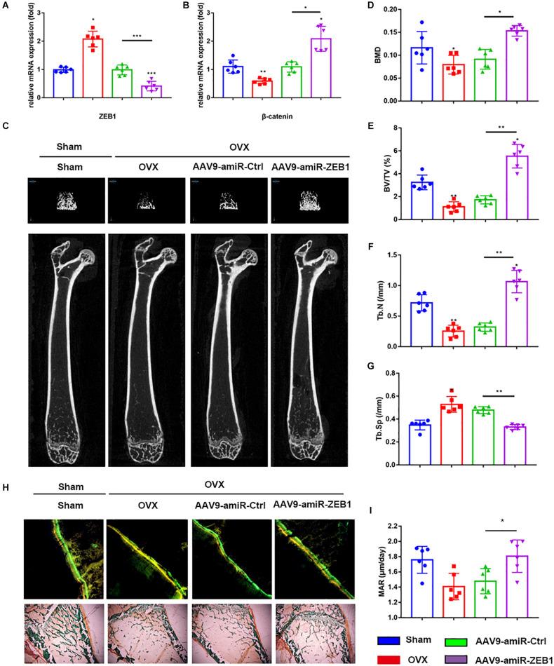 https://cdn.ncbi.nlm.nih.gov/pmc/blobs/6bcb/8183571/9b8e03c5ae36/fmolb-08-682728-g005.jpg